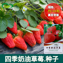 四季奶油草莓种子 农田菜园基地矮株果实鲜艳甜红草莓籽