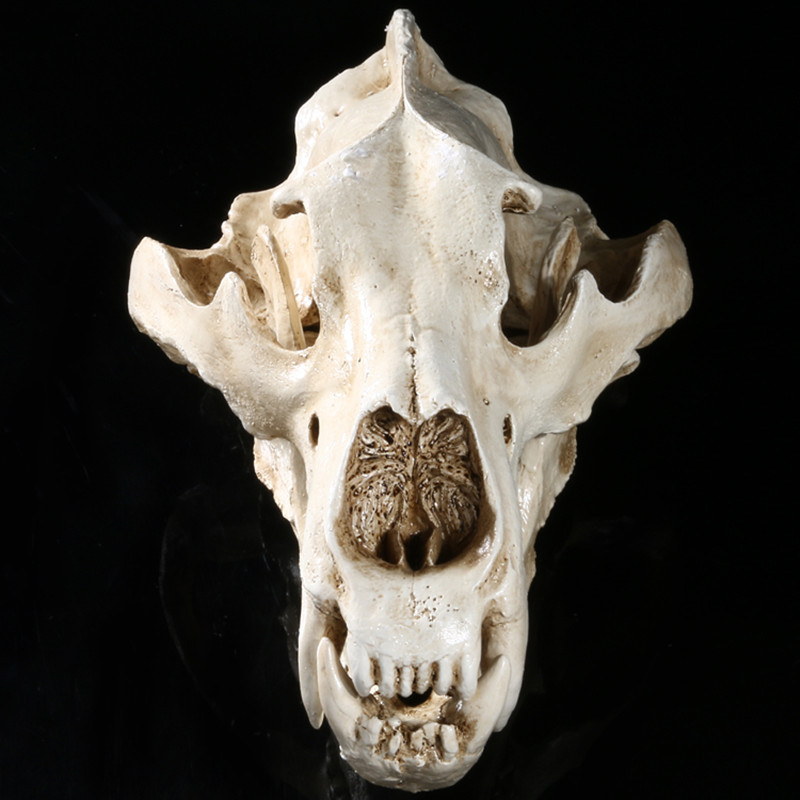 电影仿真道具动物头骨模型高精度1:1仿真树脂工艺品北极熊头骨