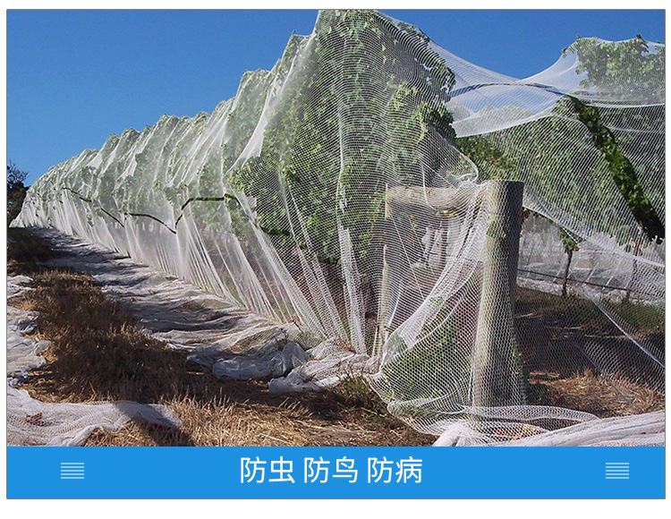 厂家直供防鸟网防护网蔬菜果园农用防晒遮阳养殖网全新料