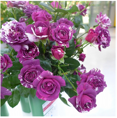 庭院精品灌木烟花梦幻波浪微型多花欧洲月季蔷薇花小苗浓香型带花