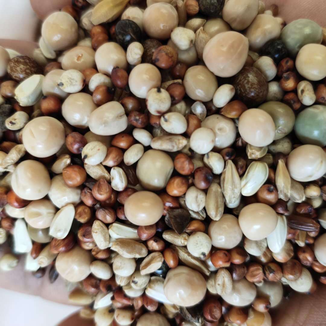 现货供应鸽子粮 鸽子粮无玉米鸽粮食 饲料鸟食信鸽观赏 袋装25kg