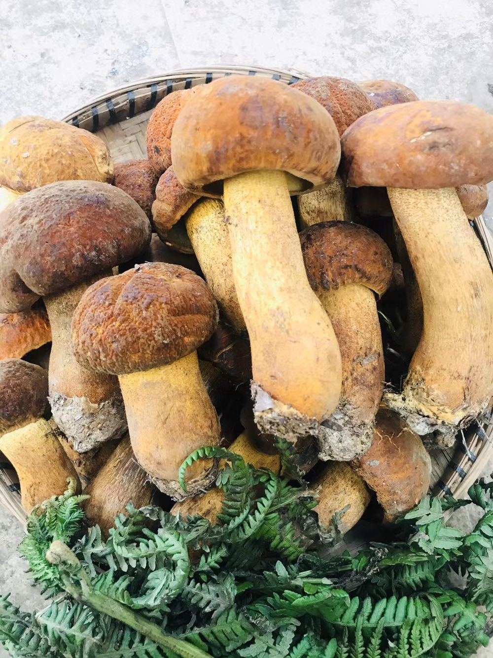 批发野生黄牛肝菌新鲜 云南特产牛肝菌鲜菌菇 黄赖头口感香滑