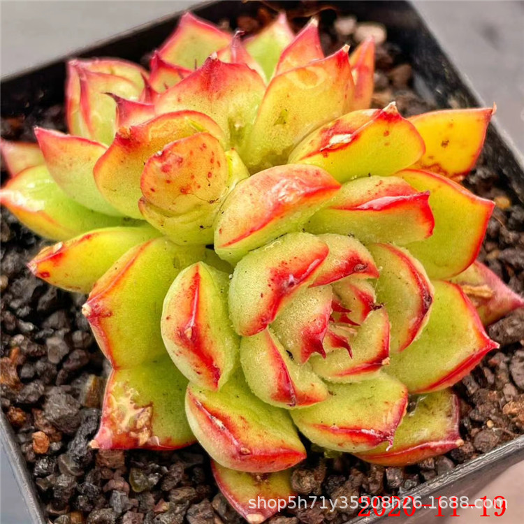 多肉植物基地批发萤火群西施佳人群多肉品种裸根状态品相美