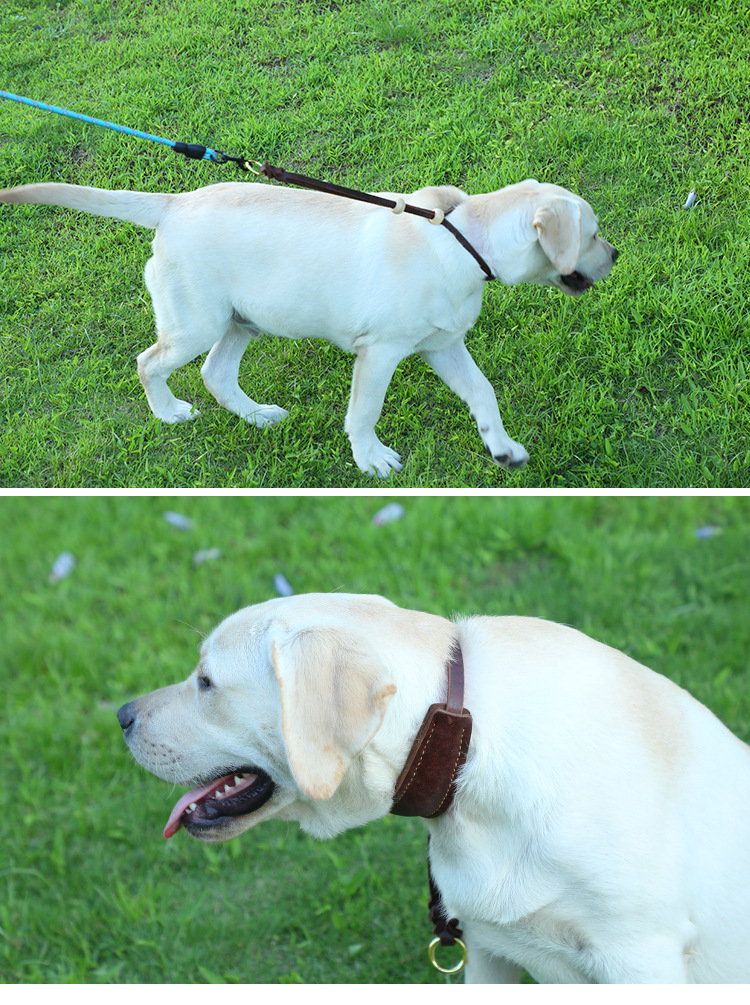 宠物牛皮项圈 软皮不勒脖中大型犬金毛德牧狗狗项圈 易拉得脖圈