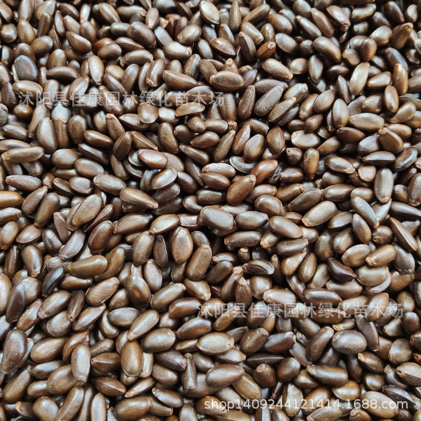 优质释迦果种子 佛头果 番荔枝种子 赖球果 释迦种子 1件=1斤