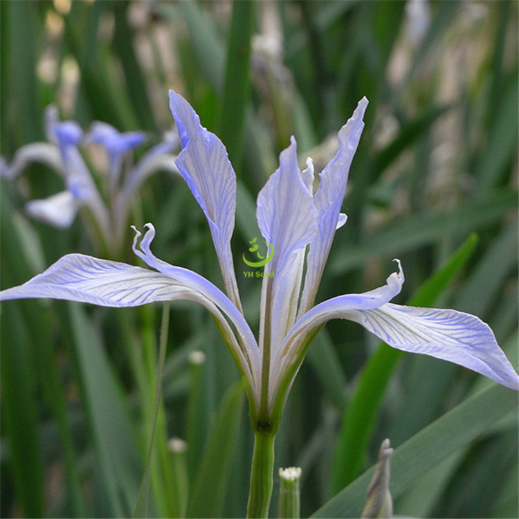 产地直供批发零售马蔺 马莲 马兰 马兰花药材种子绿化景观花籽