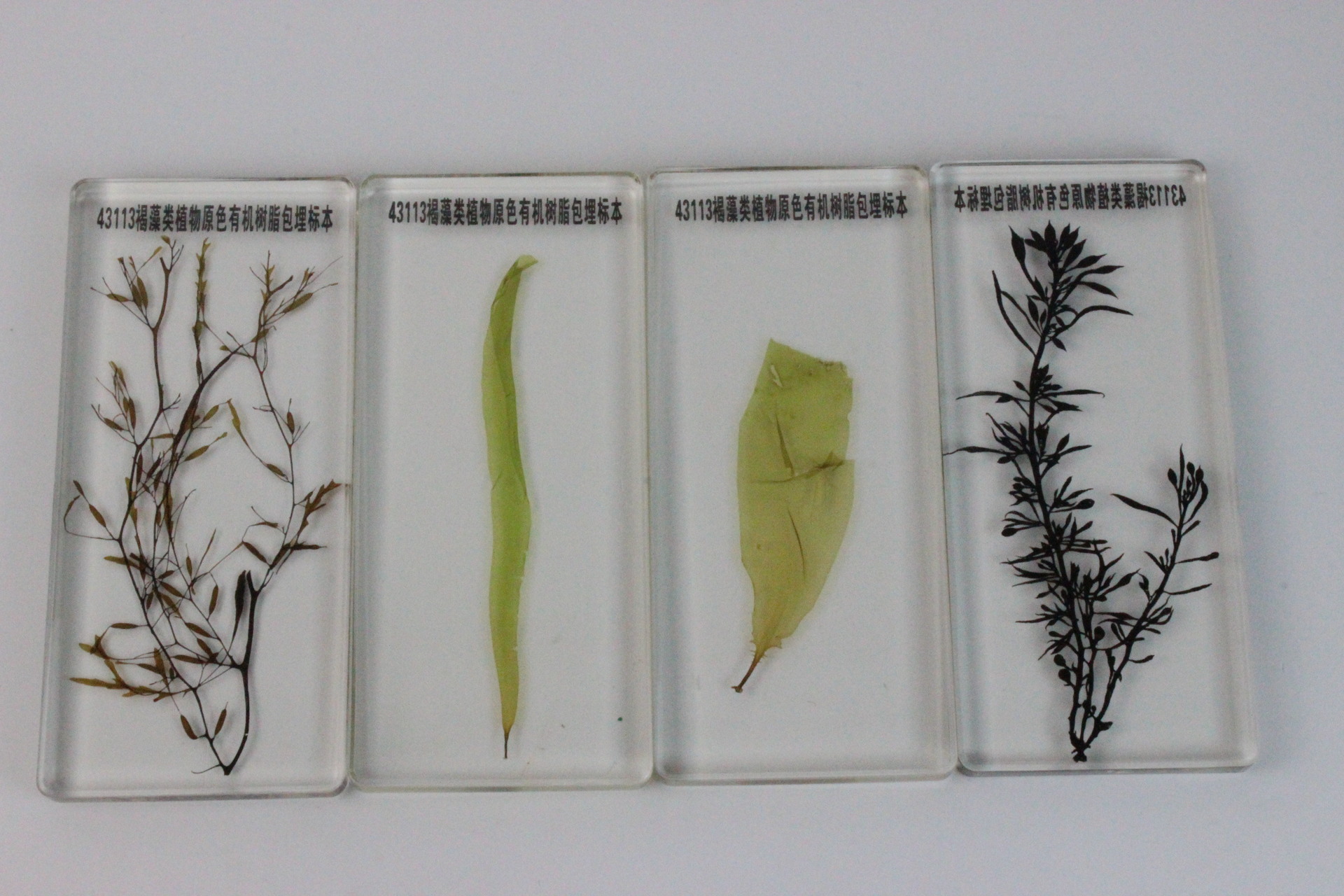 花序类型保色有机树脂包埋标本 人工琥珀 树脂工艺品 教学模型-报价