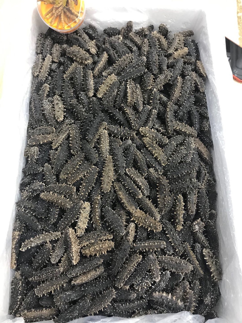 大连纯淡干海参干货6排刺满天星海参刺参50g可打礼盒厂家直销价格