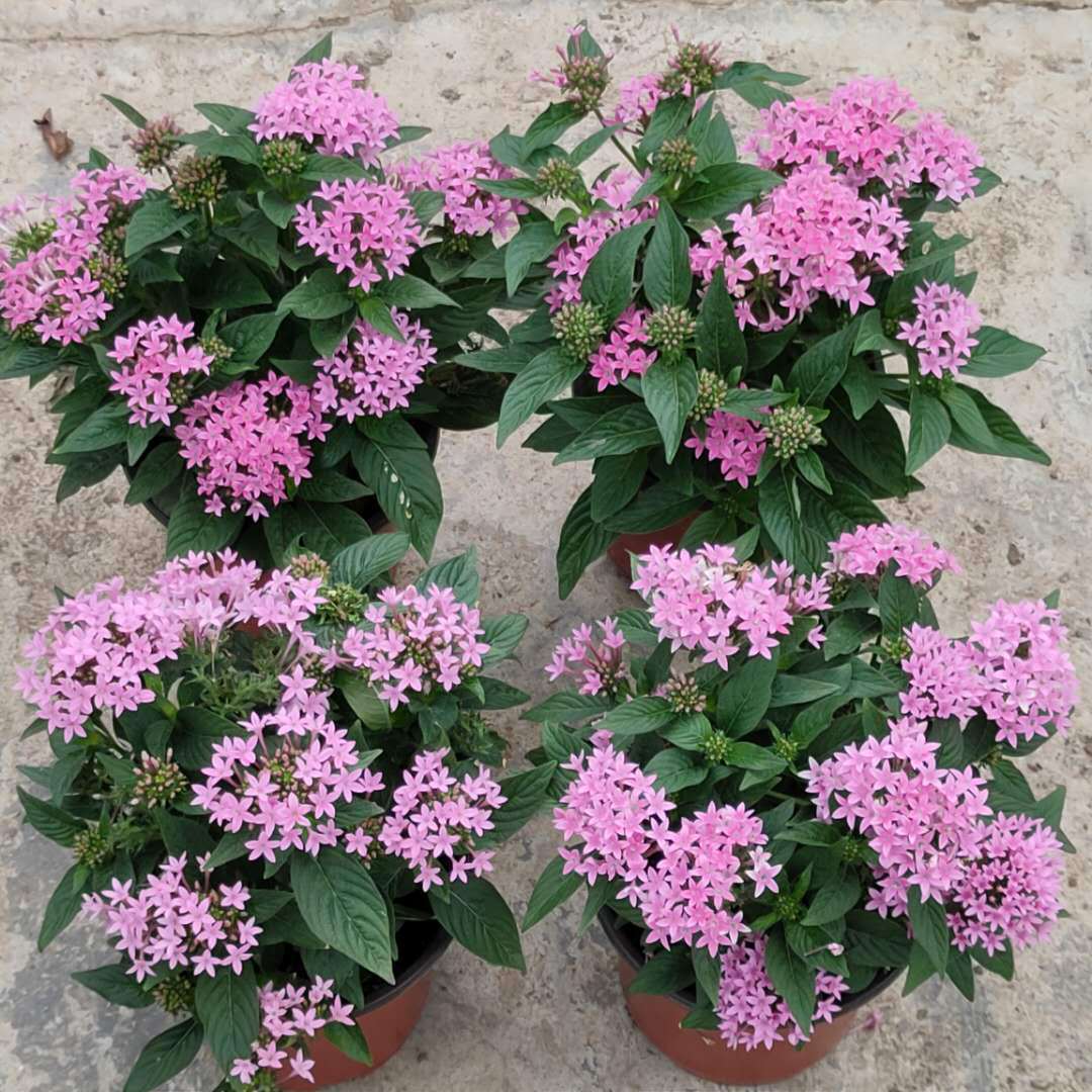 基地直批五星花盆栽多色草花系列耐开耐养庭院阳台绿植开花绿植