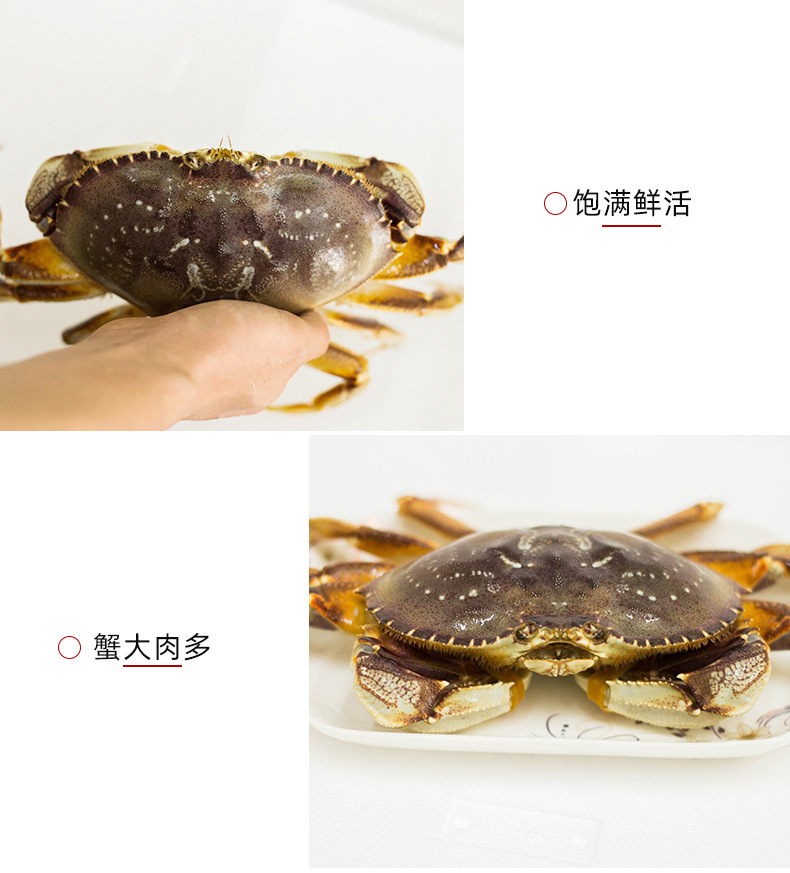 鲜活珍宝蟹加拿大活体蟹海蟹水产鲜活膏蟹深海大螃蟹酒店直供顺丰