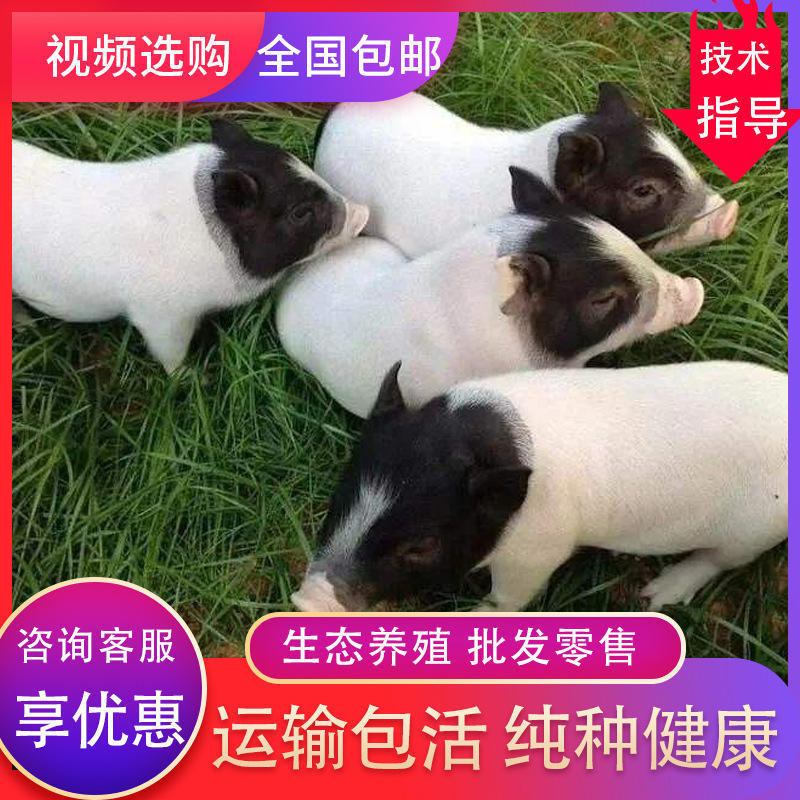 巴马香猪活体长白活苗家散养抖音泰国迷你小香猪跑山香猪幼崽
