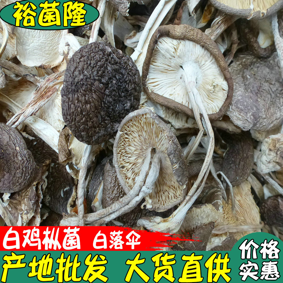 【裕菌隆】 白鸡枞批发 又称白落伞 白露伞 白鹅蛋菌 野生菌批发