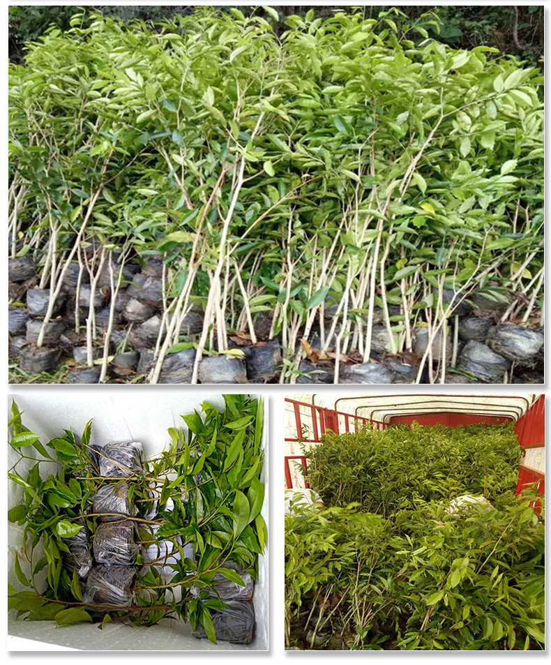基地批发金丝楠木苗珍稀名贵苗木大红酸枝沉香黄花梨小叶紫檀树苗