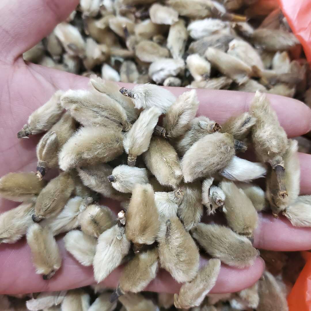 批发中药材 辛夷 辛夷花 免费打粉 实物拍摄