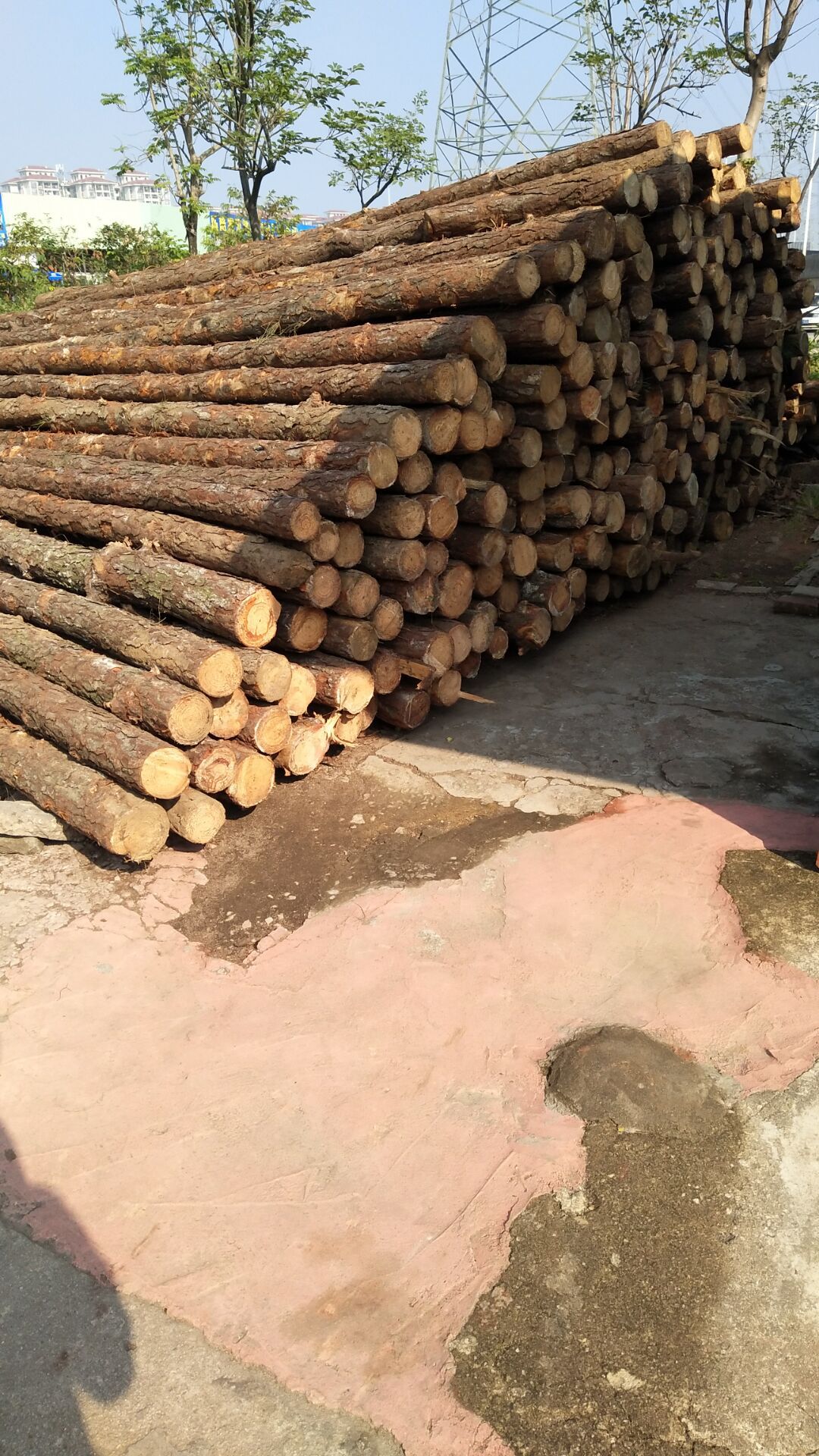 东莞广州松木桩公园河道软地基堤坝地打桩木工程原木松木桩建筑