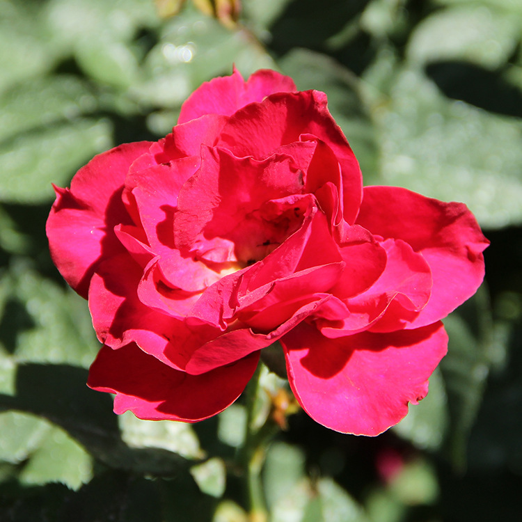 月季花红帽子月季