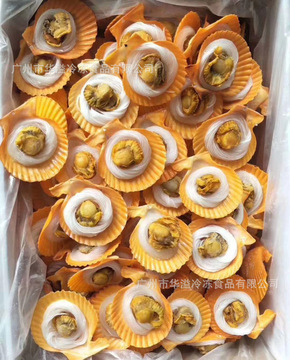 冷冻粉丝黄金贝 200只/箱 广州批发烧烤清蒸半成品冷冻粉丝扇贝