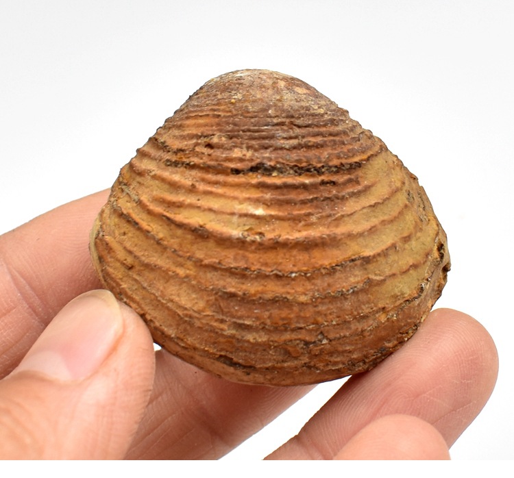 蛤蜊海蚬化石贝壳化石双壳动物河蚌化石地质科普教学标本摆件