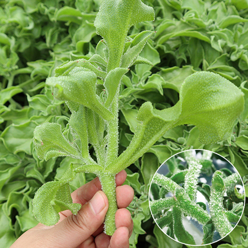 冰菜种子新鲜蔬菜种子冰草苗四季春夏秋阳台盆栽青菜种籽蔬菜种孑