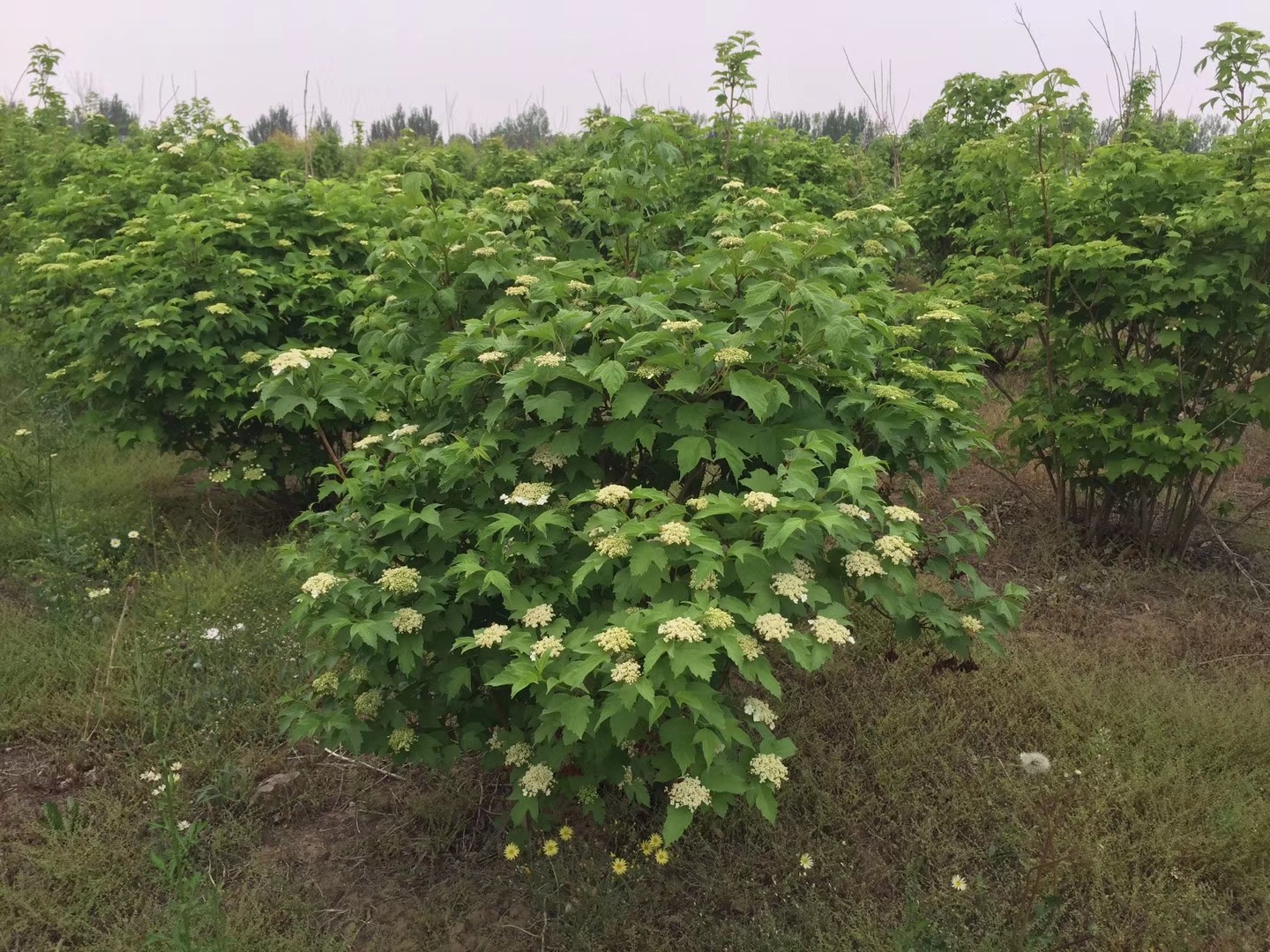 东北辽宁供应 鸡树条荚蒾 天目琼花灌丛 园林观赏树种 量大优惠