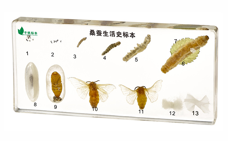 桑蚕生活史-昆虫动物标本中小学生物教学用品包埋标本 steam教具