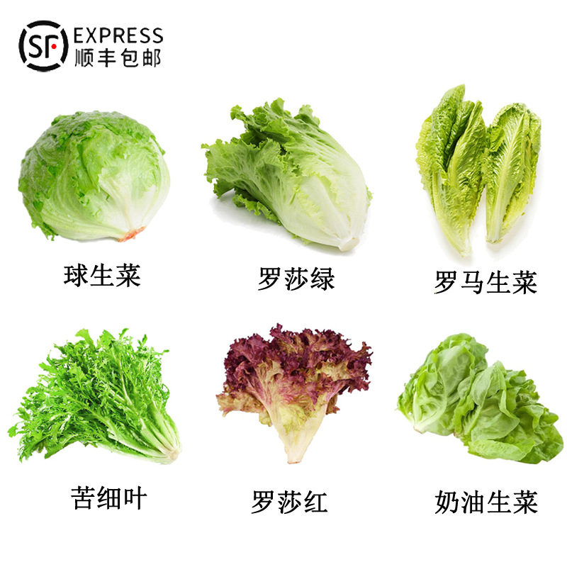 6品种顺丰包邮 新鲜球生菜绿红叶苦菊罗马生菜蔬菜沙拉组合食材
