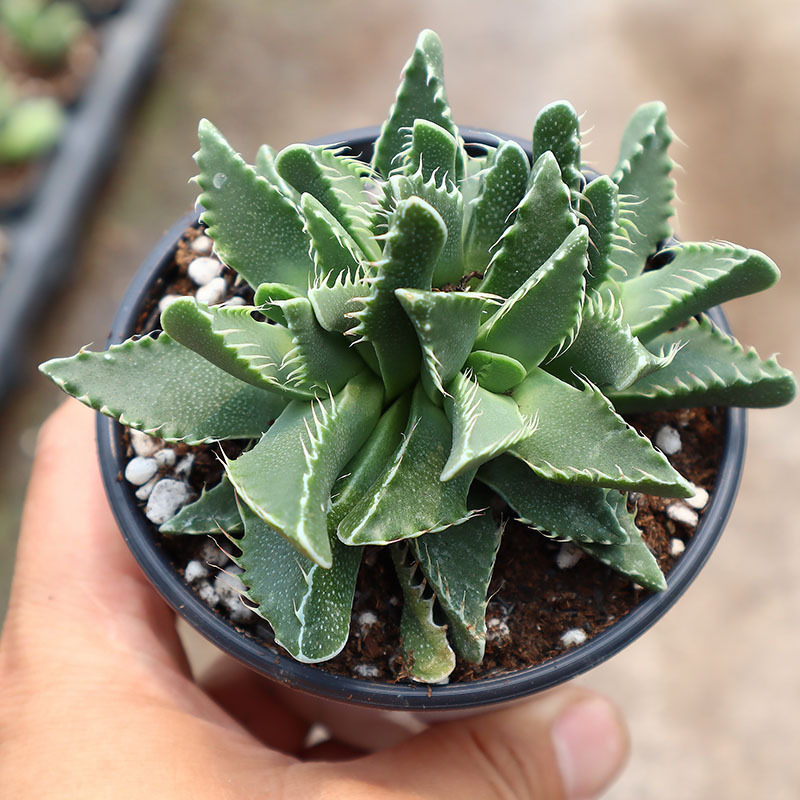 狂澜怒涛多肉植物批发怒波四海波群生开花易养贵货含盆带土发