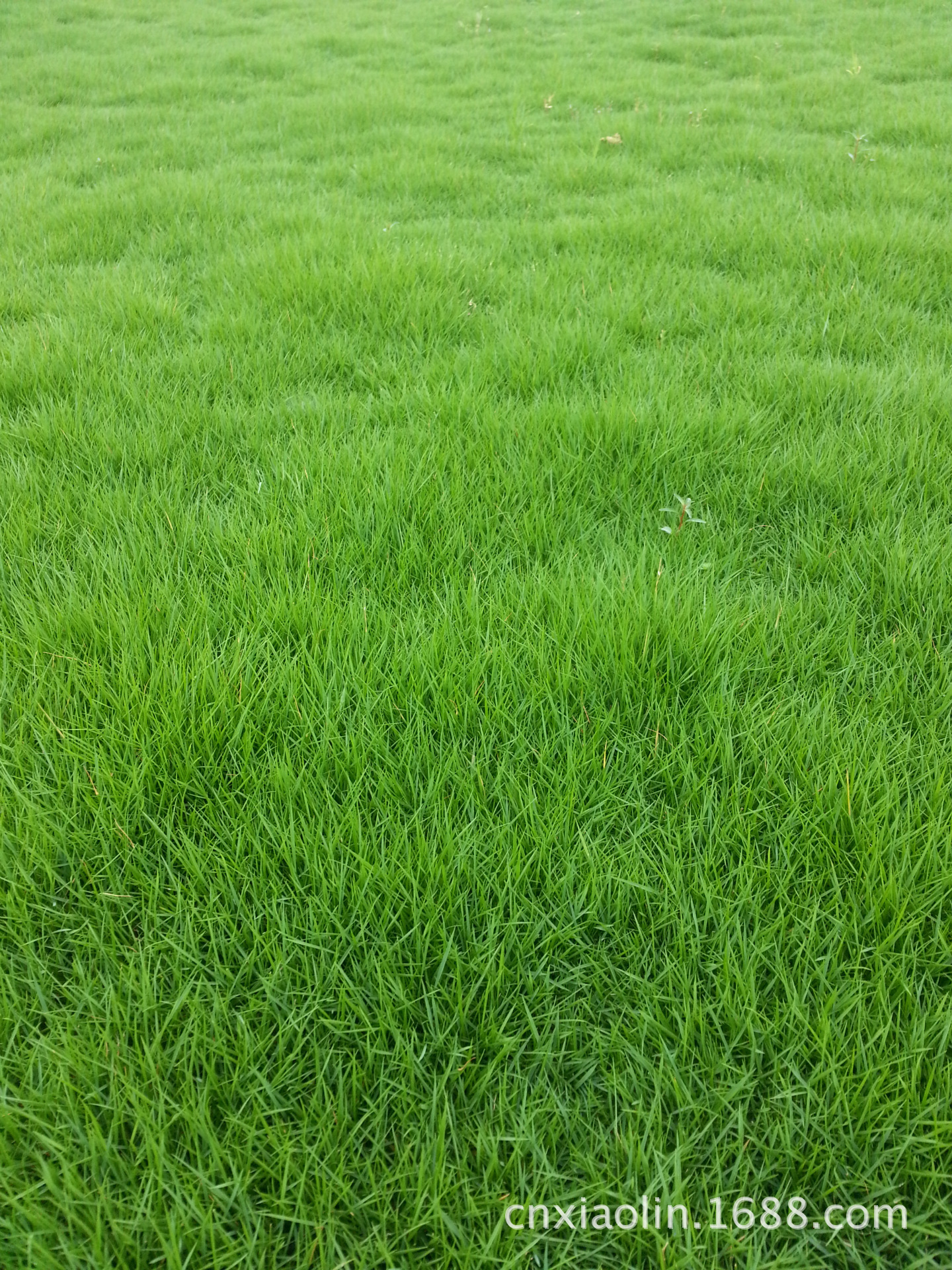 中华细叶结 绿化草坪 重庆结缕草草皮结缕草草皮(结缕草草皮)