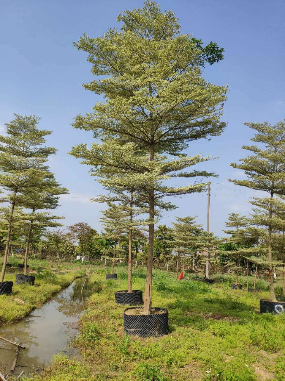 206基地供应912cm市政全冠锦叶榄仁花叶斑叶榄仁清场处理