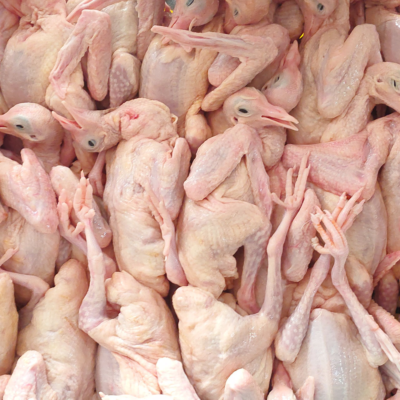 冰鲜红烧乳鸽新鲜乳鸽鲜冻乳鸽土肉鸽广式烧鸽子5两只提前预定