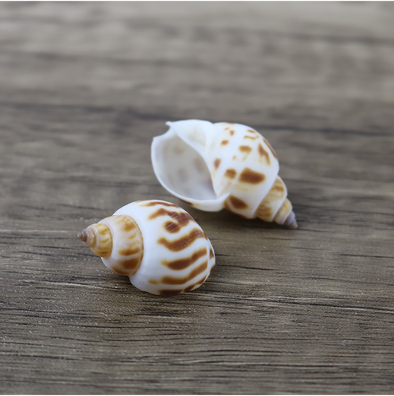 小东风螺花螺500克小海螺创意手工材料漂流瓶鱼缸造景批发一斤装