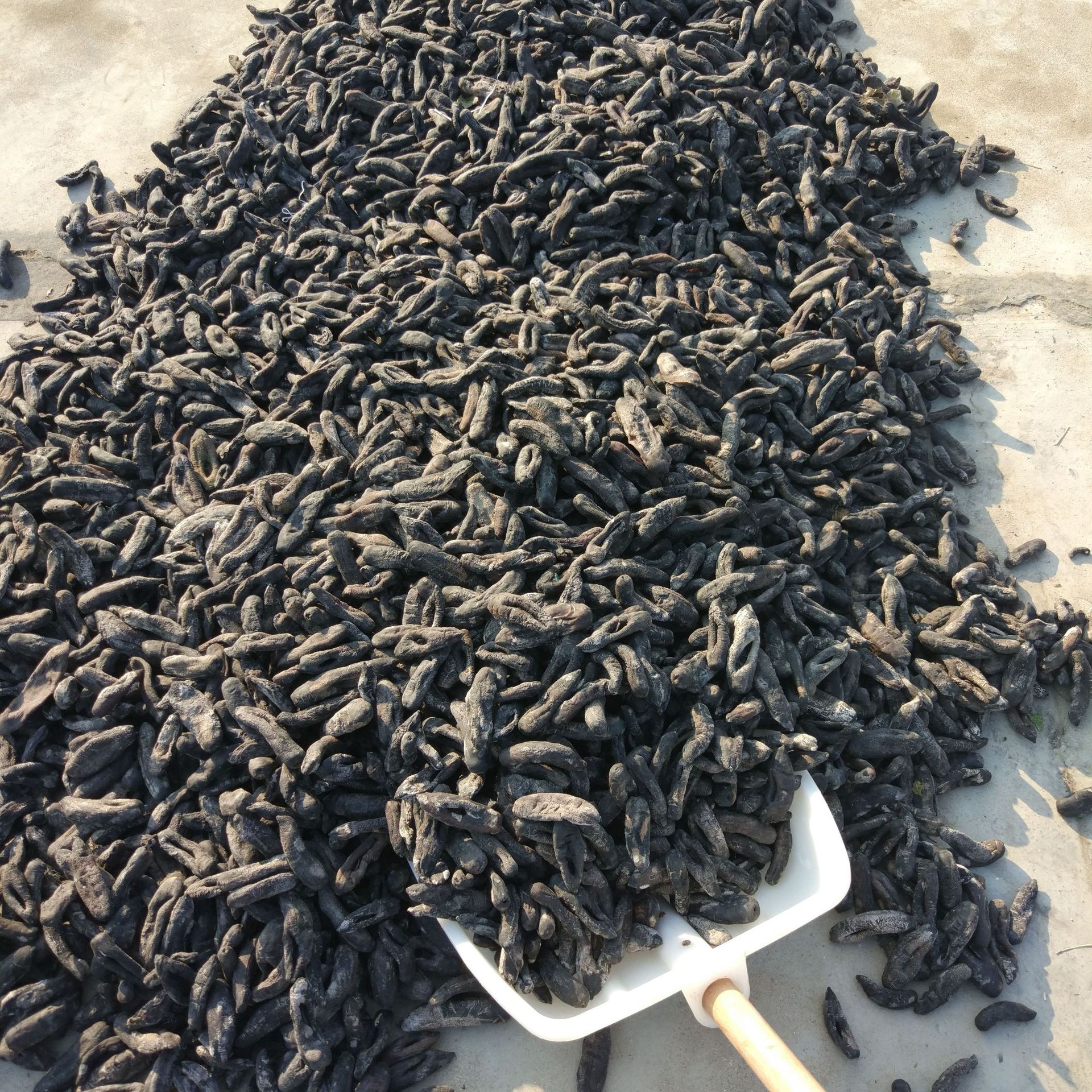 海参-海地瓜 去皮海茄参 淡干茄参 大乌参 盐分少 干度好 新人包邮-海