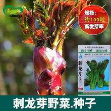 刺龙芽野菜种子 农田菜园基地口感清香脆嫩刺龙芽野菜蔬菜籽