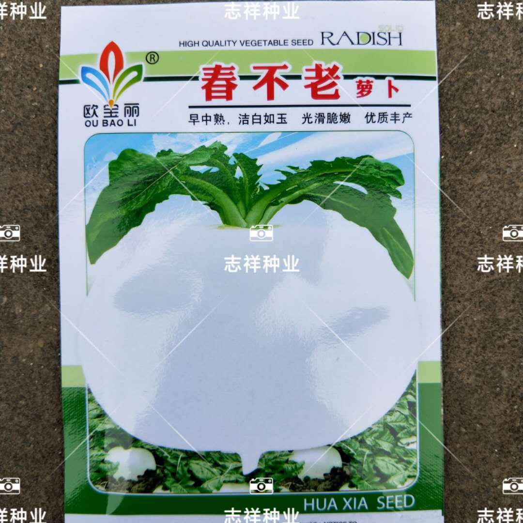 蔬菜种子批发 四川春不老圆萝卜种子 白萝卜种子 脆嫩可口