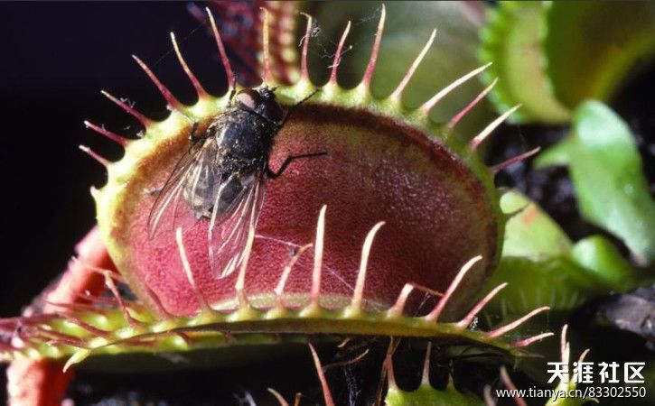 栽好发货【吃蚊子苍蝇的植物】吃蚊草捕蝇草消灭蚊虫带盆栽好发