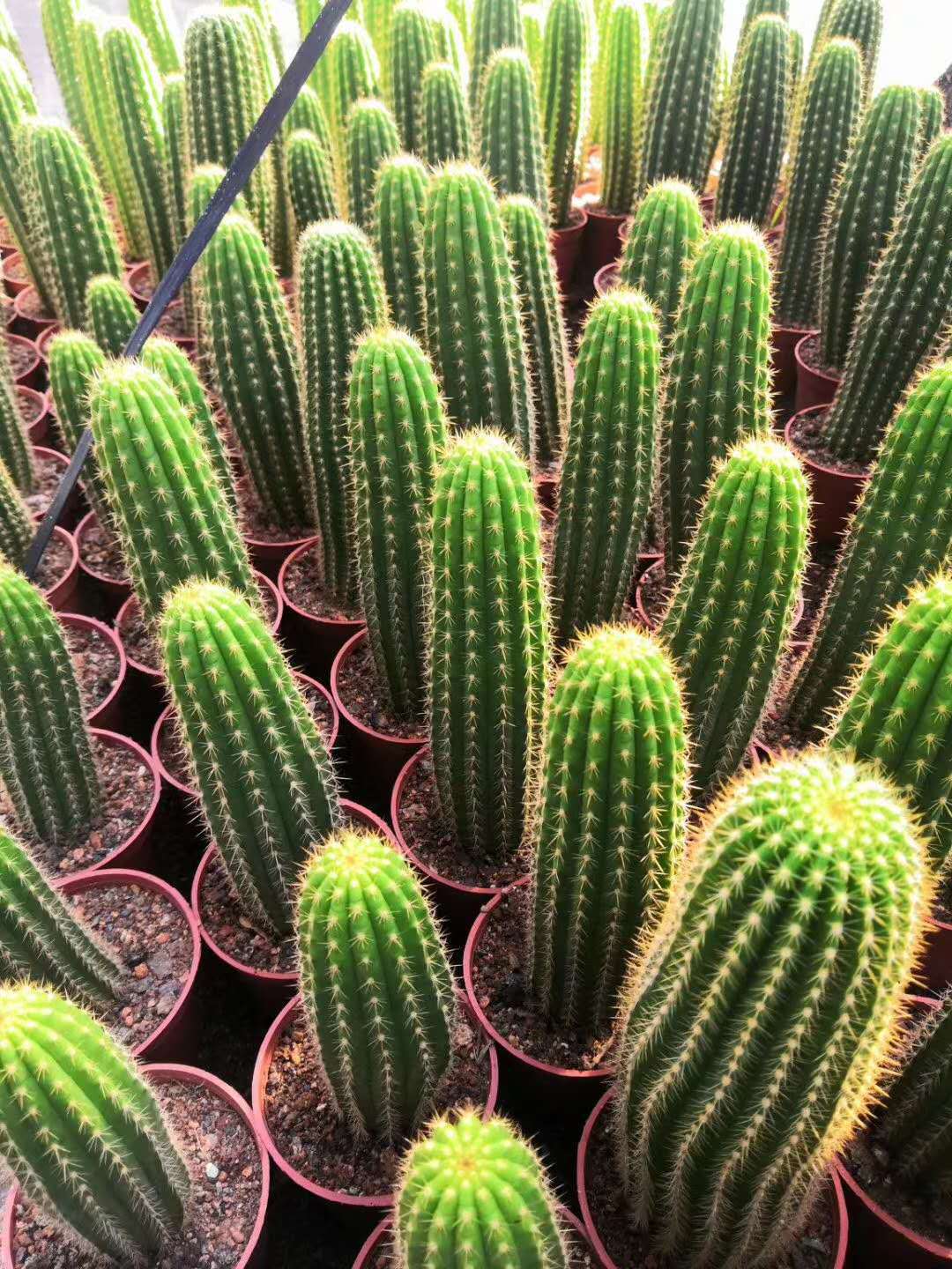 【基地直销】仙人球盆栽 居家花卉绿植盆栽多肉植物 毛花柱