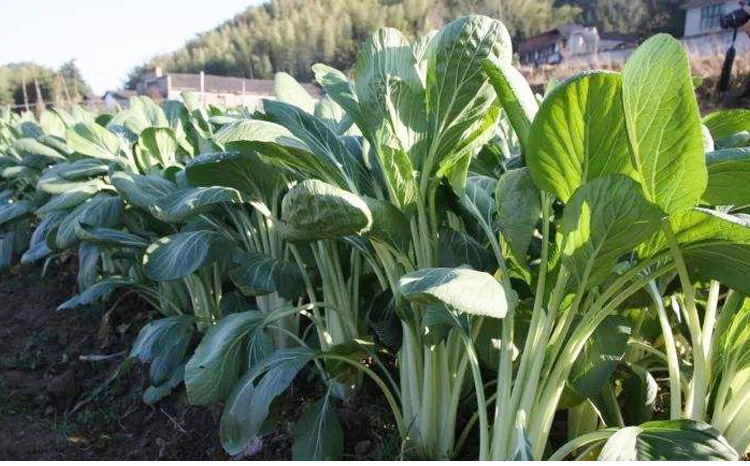 长梗高杆青菜籽油菜种籽四季阳台盆栽小白菜种子菜南方种蔬菜种孑