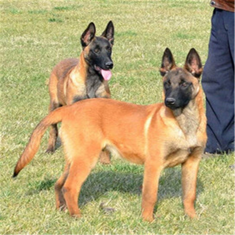 出售马犬活体幼犬爆红宠物犬宠物狗大型猛犬小狗健康品相科目马犬