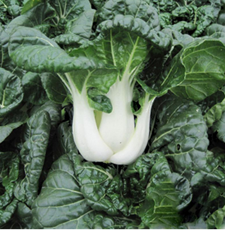 奶油小白菜种子秋天冬春季盆栽阳台青油菜四季蔬菜籽矮脚农家种孑