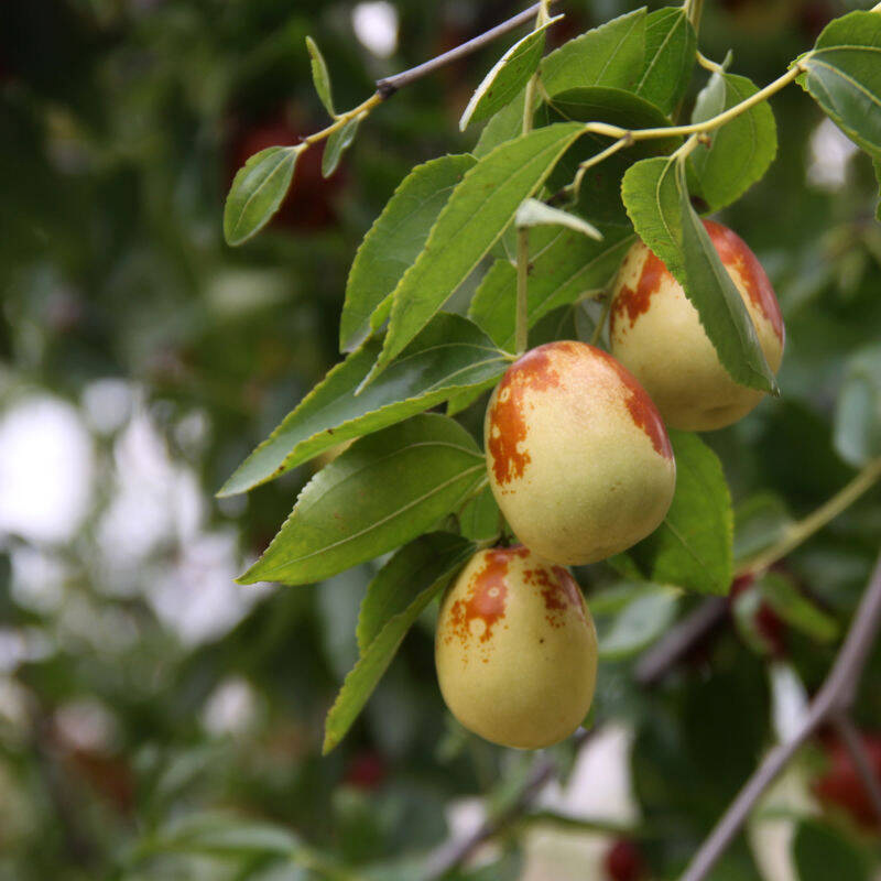 基地嫁接梨枣树苗 大量现货好管理易成活一公分枣树苗价格