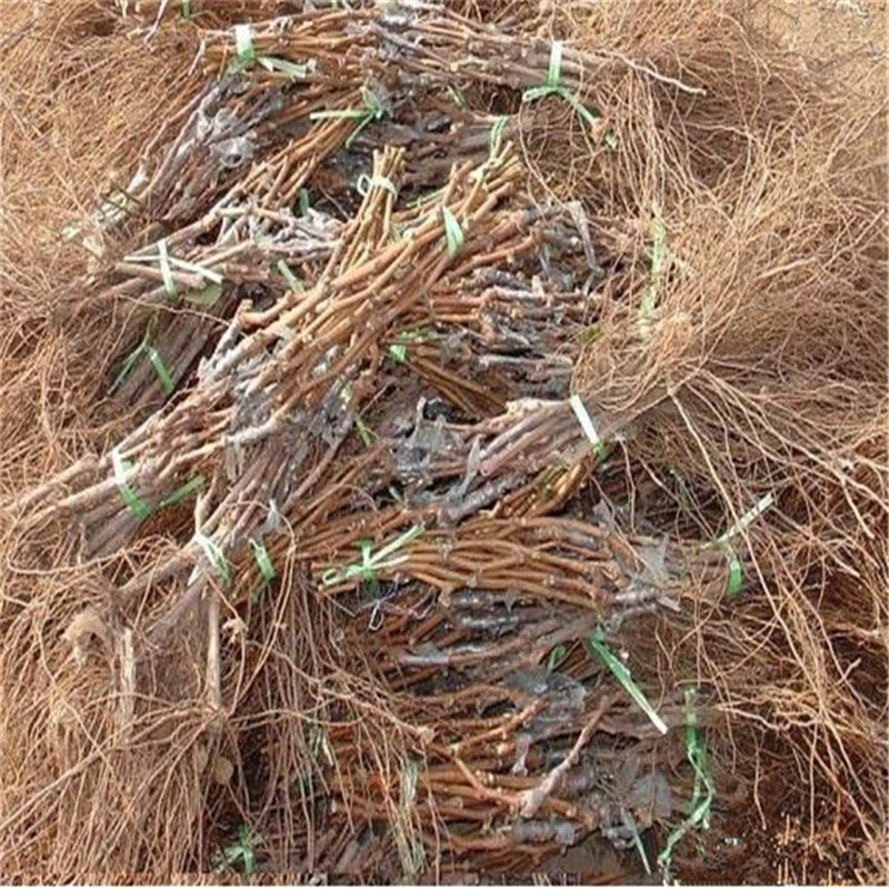 长期供应抗旱抗寒藤稔葡萄苗自产自销当年结果白鸡心葡萄苗