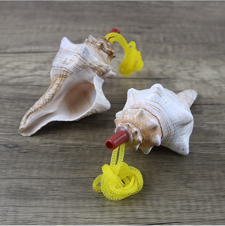 天然贝壳海螺响螺螺号儿童沙滩新奇玩具工艺品节日礼物批发