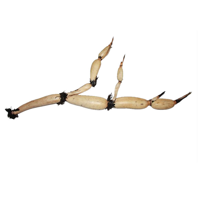 供应莲藕 莲藕种 藕带种【白玉簪】专抽藕带,藕尖,藕簪,藕条