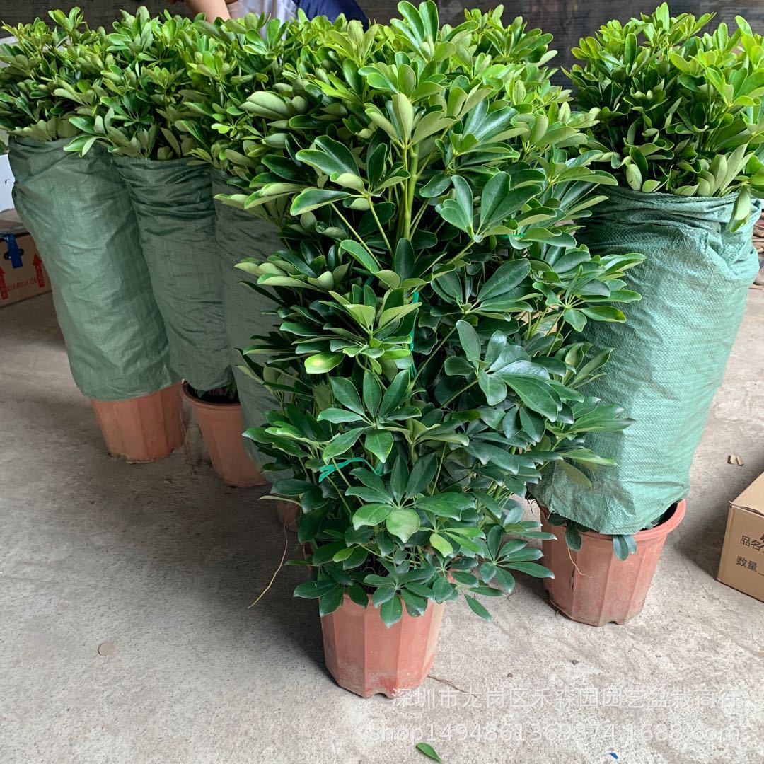 广州基地批发招财树中大型绿植盆栽驱蚊植物居家花卉约1米鸭脚木
