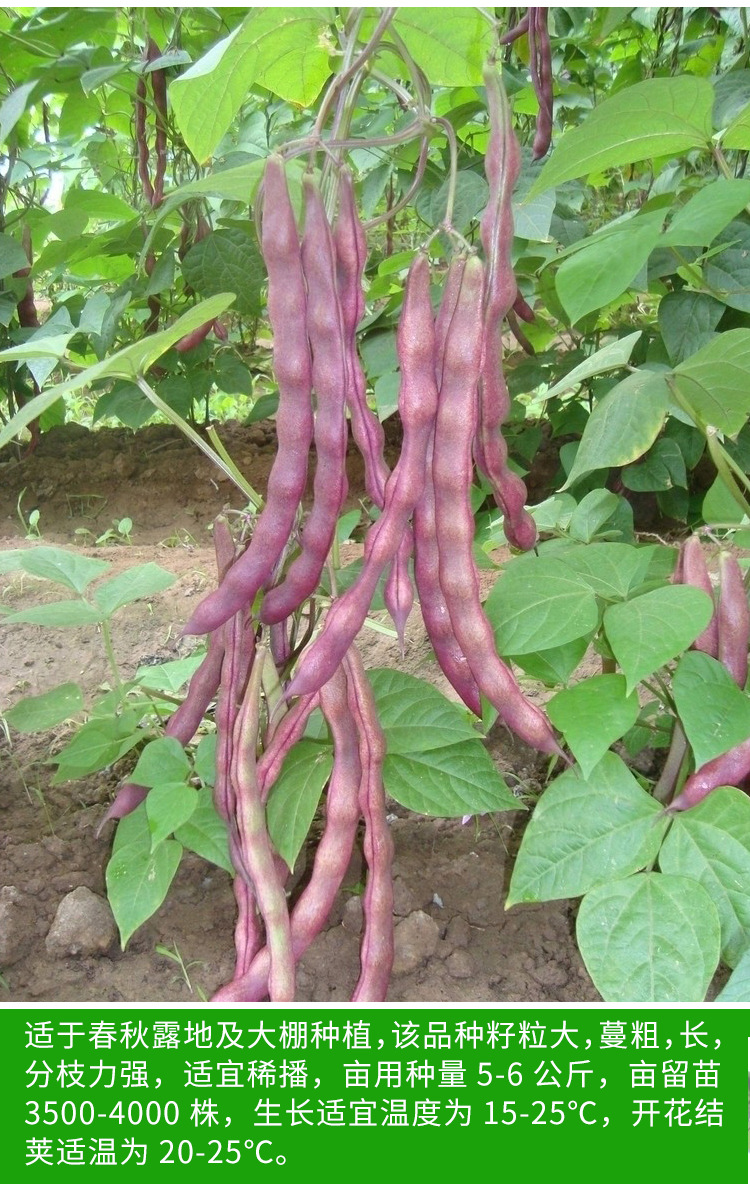 九粒红架豆紫色四季豆春秋四季播蔬菜籽高产紫金架豆角种孑