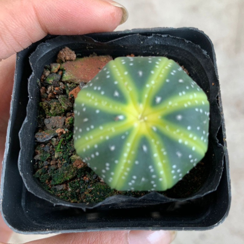 实生星兜 西瓜兜仙人球批发 直径3-3.5cm 室内桌面绿植盆栽