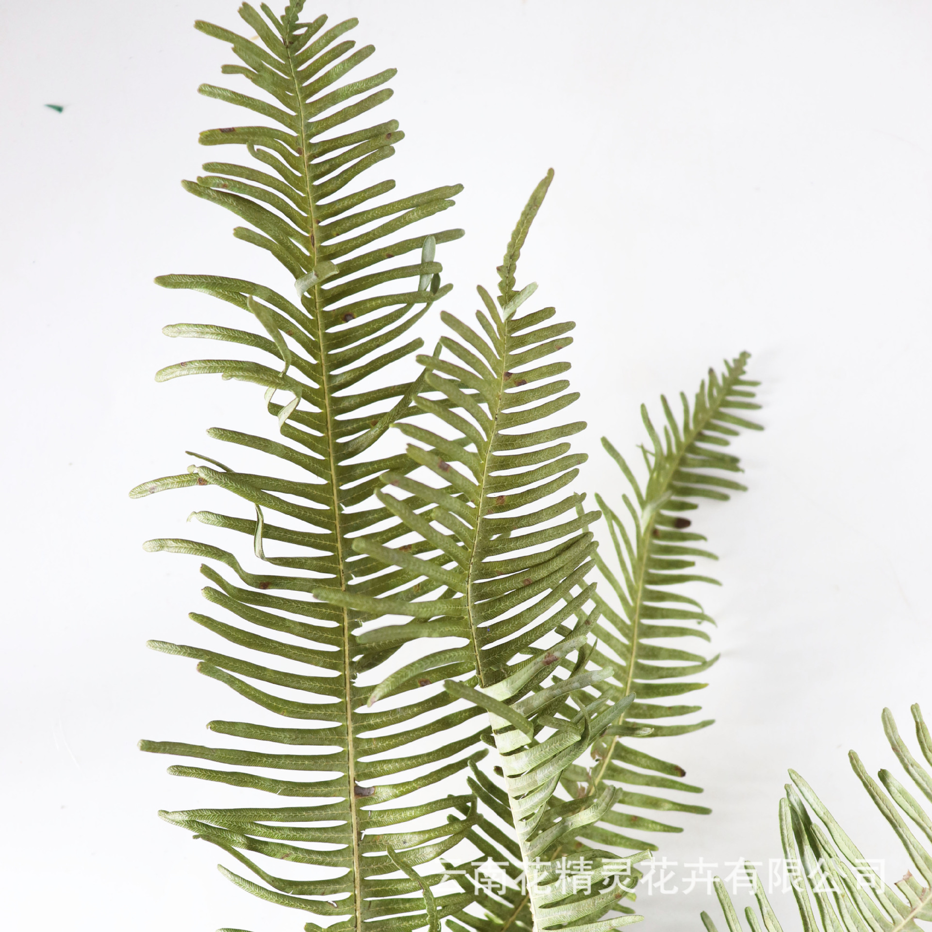 芒萁 蕨叶干花鸡爪蕨真花 花束装饰手工diy云南批发厂家直供5支