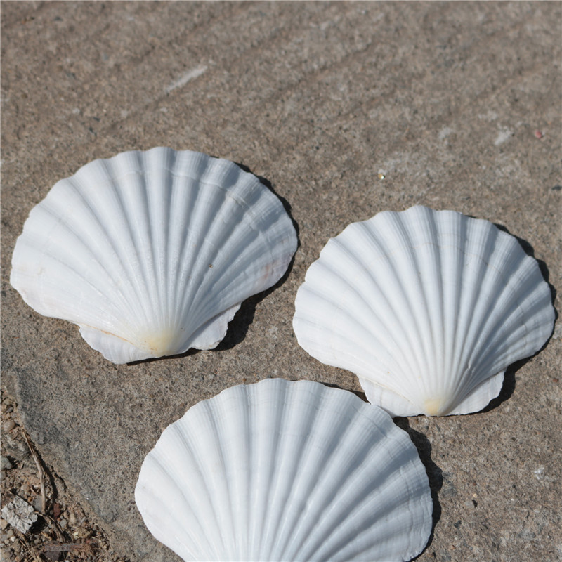 大白色扇贝幼儿园diy画画贝壳海螺广告拍摄婚庆道具地中海贴墙