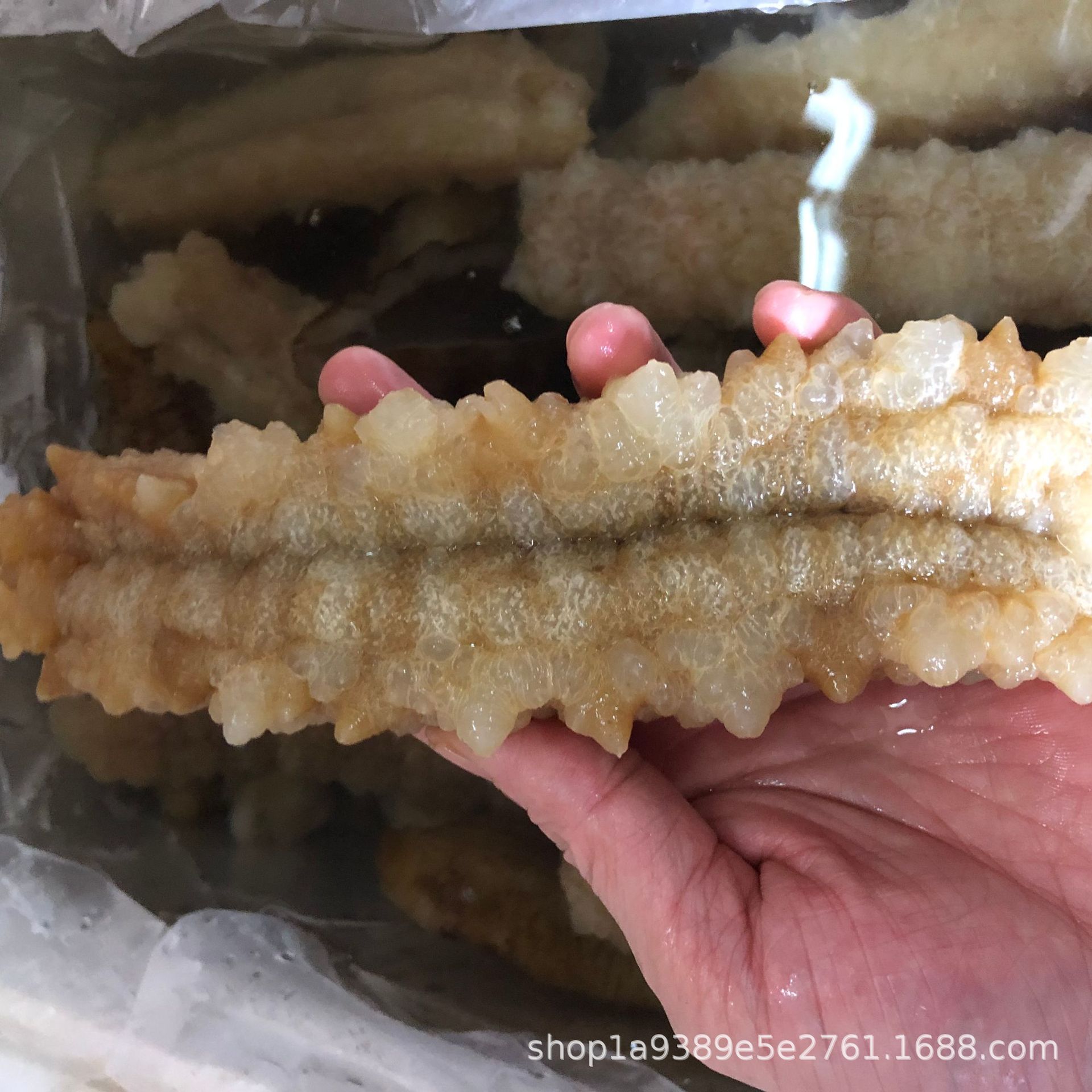 马尔代夫黄玉参 黄肉参 黄玉刺参深海野生淡干海参6到8头大量批发