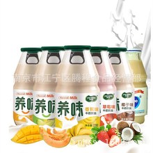 养味 发酵型牛奶 牛奶饮品  一件15瓶*220ml 玻璃瓶只发物流